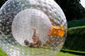 Zorbing